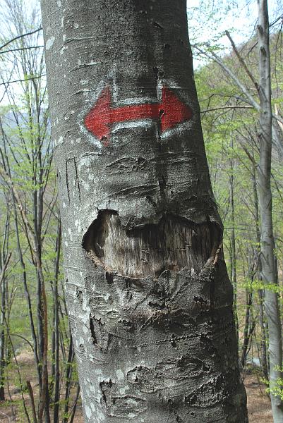 Tessiner Buchenwald (14).jpg